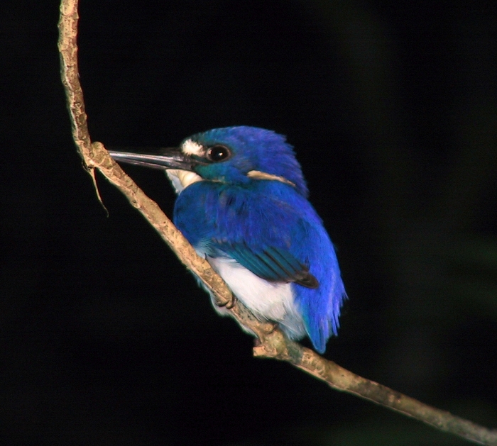 little kingfisher